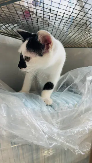 Pepper