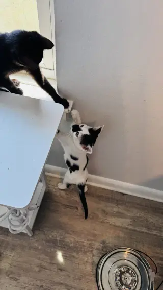 Pepper