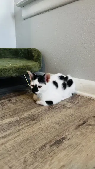 Pepper