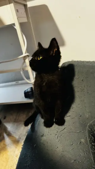 Squash