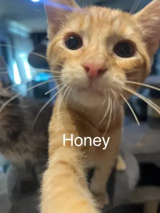 Honey