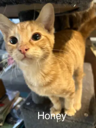 Honey