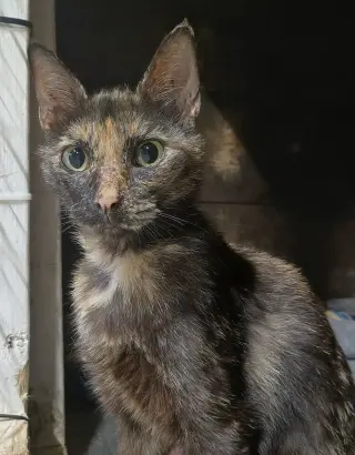 Calico