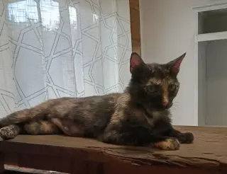 Calico