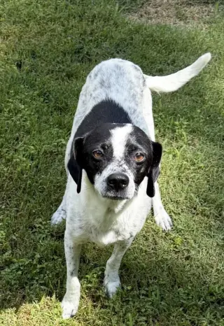 Dottie