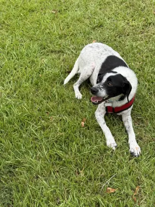 Dottie
