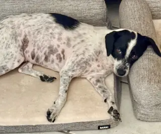 Dottie