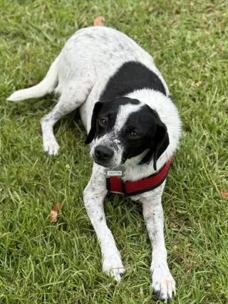 Dottie