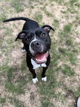 Harper
