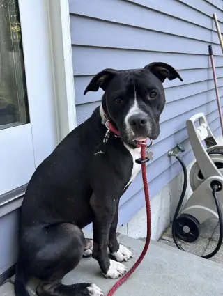 Harper