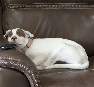Karli