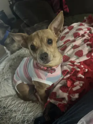 Caramel (Mel)