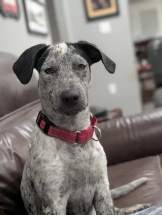 Roxy Lou Anne