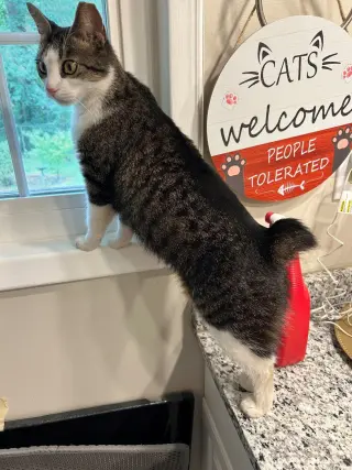 Ms. Maxie the Manx - Young, SWEET, beautiful!