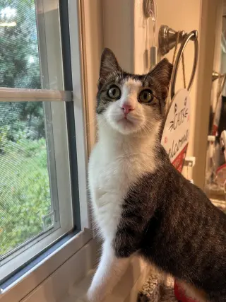 Ms. Maxie the Manx - Young, SWEET, beautiful!