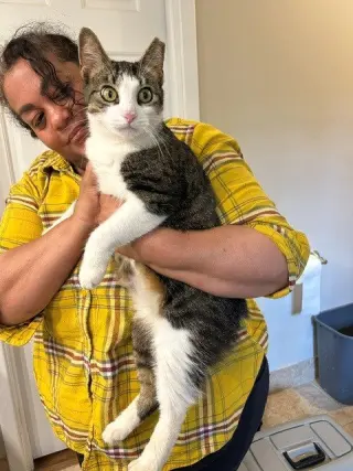 Ms. Maxie the Manx - Young, SWEET, beautiful!