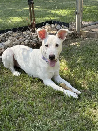 Nellie Lonestar