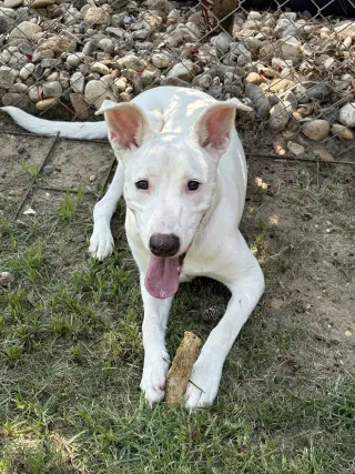 Nellie Lonestar