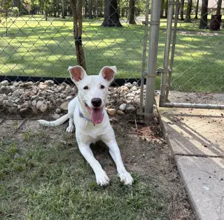 Nellie Lonestar