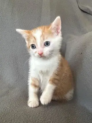 Mumble