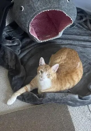 Bubba