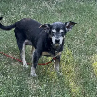 Bebe