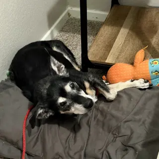 Bebe