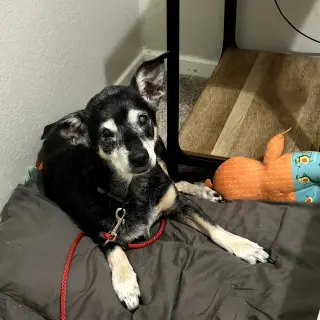 Bebe