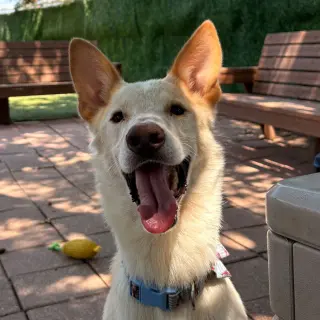 Samson