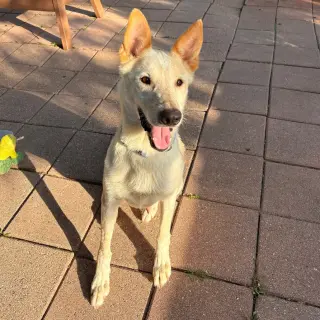 Samson