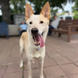 Samson