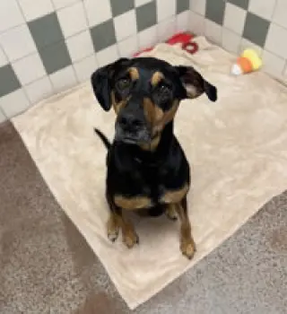 Cinna