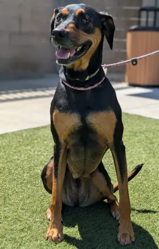 Cinna