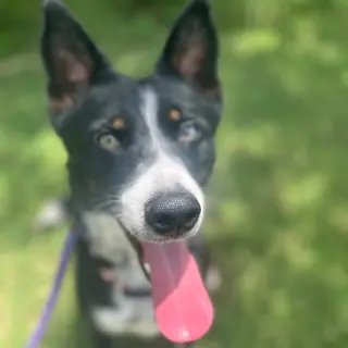 Tallie