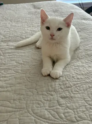 Sir Ilya Meowzanov