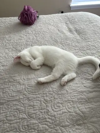Sir Ilya Meowzanov