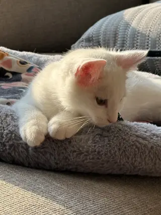 Sir Ilya Meowzanov