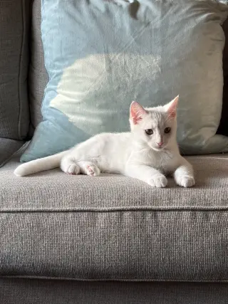 Sir Ilya Meowzanov
