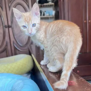 Archie #parkour-champ