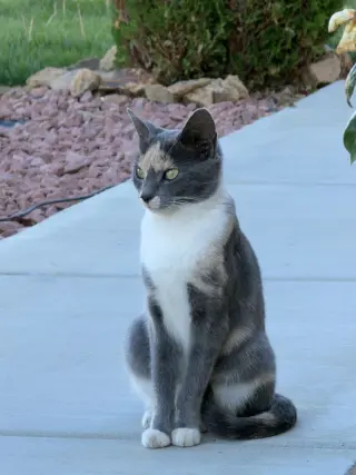 Matti