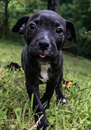 Duke - UP & COMING