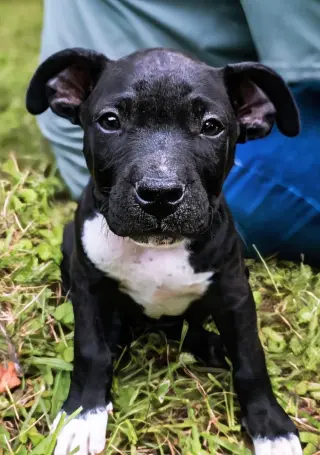 Duke - UP & COMING