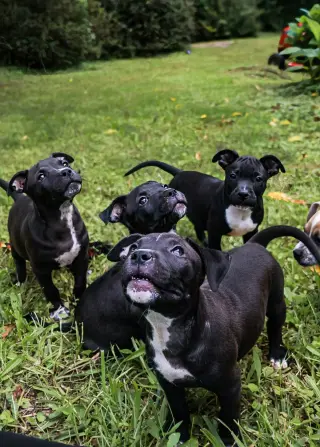 Duke - UP & COMING
