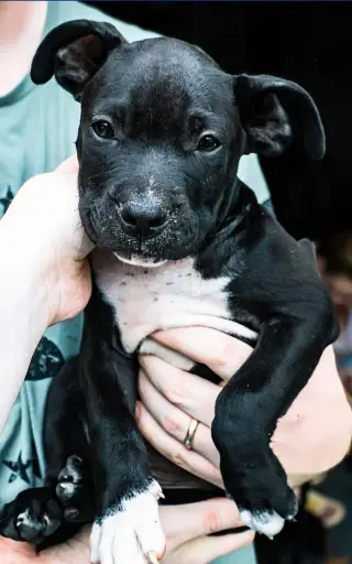 Duke - UP & COMING