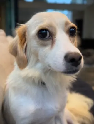 Fern