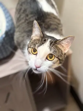 Meepers