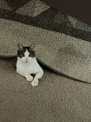 Meepers