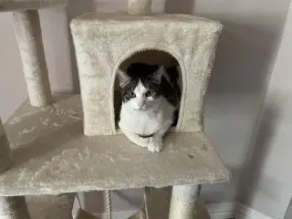 Meepers