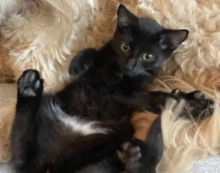 Wilson