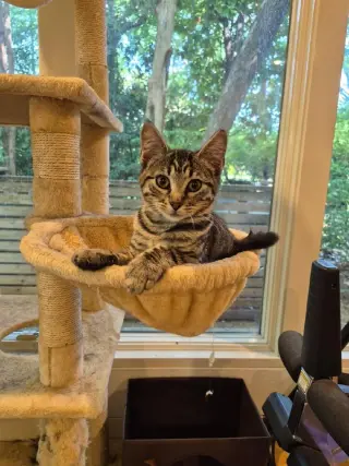 Lulu